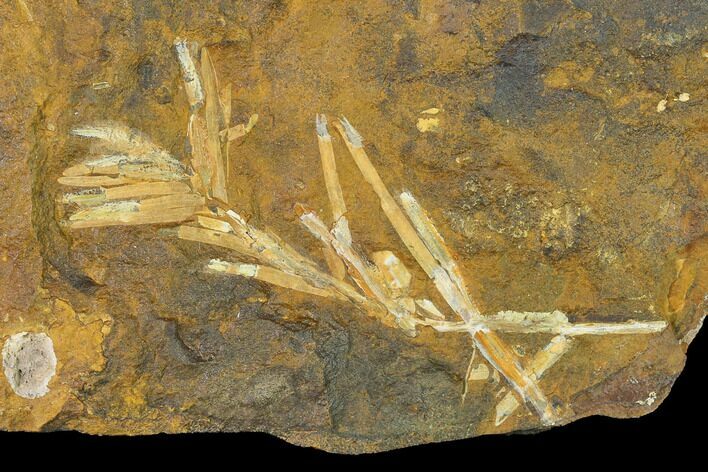 Paleocene Fossil Plant (Parataxodium) - North Dakota #156273